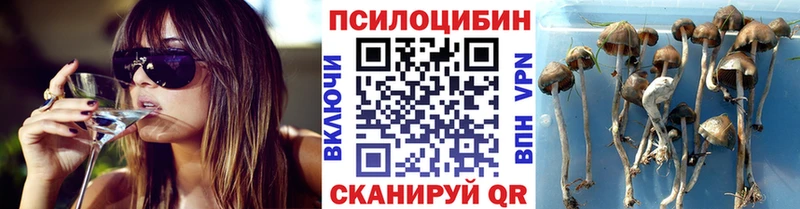 Псилоцибиновые грибы мухоморы  купить   blacksprut tor  Большой Камень 
